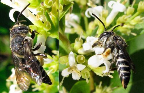 Réf. 196 980 : Coelioxys aurolimbata